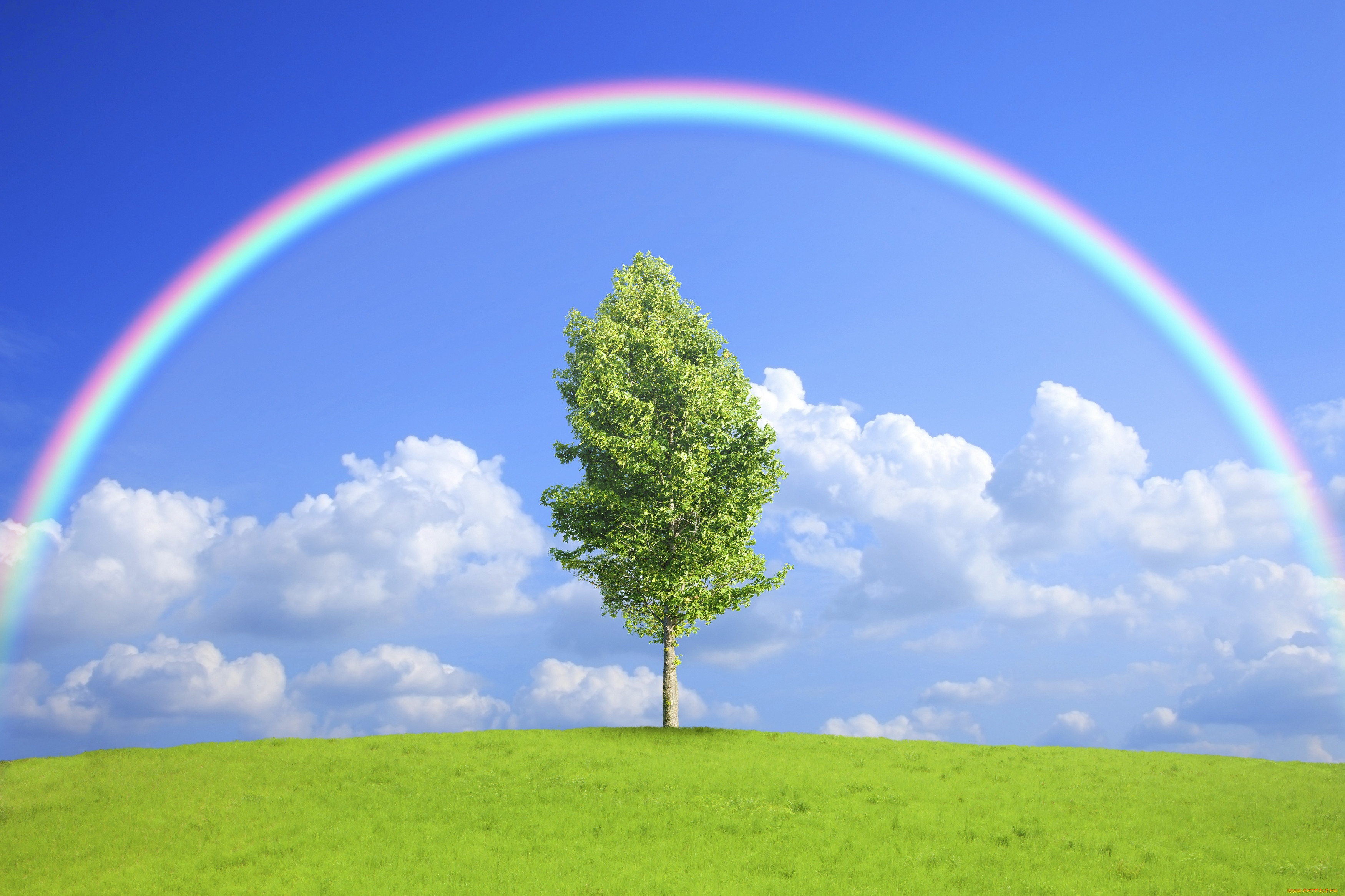 , , , , , nature, field, tree, rainbow